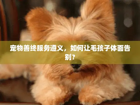 宠物善终服务遵义，如何让毛孩子体面告别？