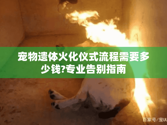 宠物遗体火化仪式流程需要多少钱?专业告别指南