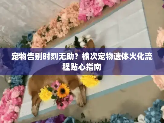 宠物告别时刻无助？榆次宠物遗体火化流程贴心指南