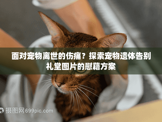 面对宠物离世的伤痛？探索宠物遗体告别礼堂图片的慰藉方案