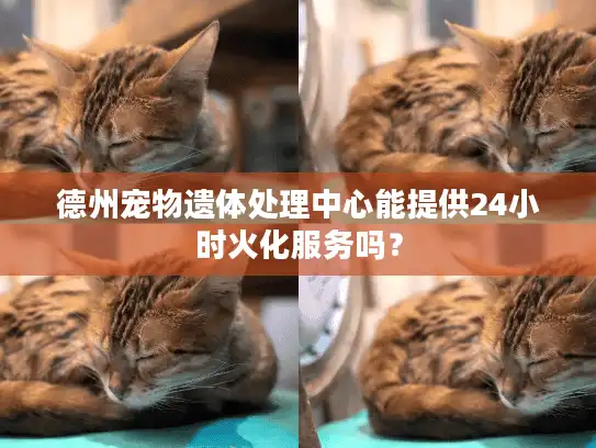 德州宠物遗体处理中心能提供24小时火化服务吗？