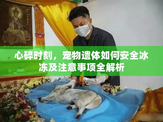 心碎时刻，宠物遗体如何安全冰冻及注意事项全解析