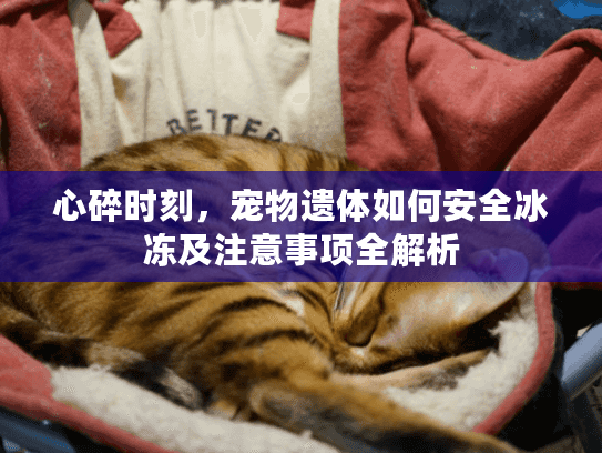 心碎时刻，宠物遗体如何安全冰冻及注意事项全解析