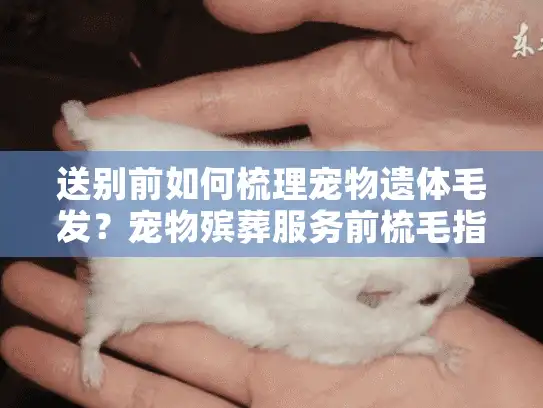 送别前如何梳理宠物遗体毛发？宠物殡葬服务前梳毛指南