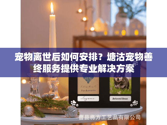 宠物离世后如何安排？塘沽宠物善终服务提供专业解决方案