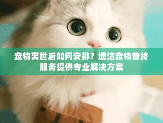 宠物离世后如何安排？塘沽宠物善终服务提供专业解决方案
