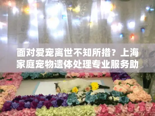 面对爱宠离世不知所措？上海家庭宠物遗体处理专业服务助你安心告别
