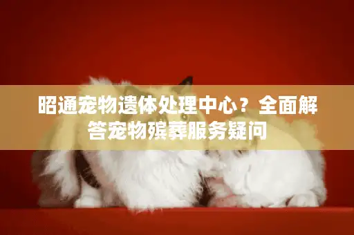 昭通宠物遗体处理中心？全面解答宠物殡葬服务疑问