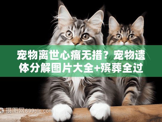 宠物离世心痛无措？宠物遗体分解图片大全+殡葬全过程图解安心送别