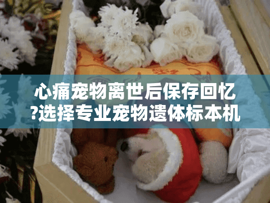 心痛宠物离世后保存回忆?选择专业宠物遗体标本机构的贴心指南