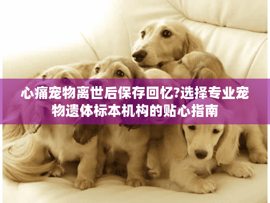心痛宠物离世后保存回忆?选择专业宠物遗体标本机构的贴心指南