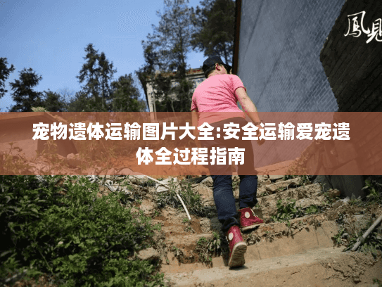 宠物遗体运输图片大全:安全运输爱宠遗体全过程指南