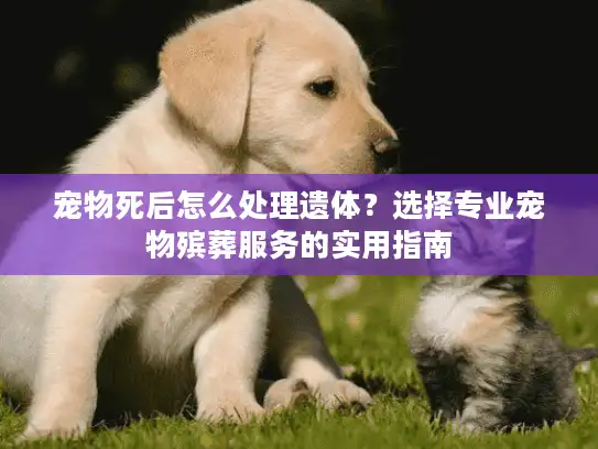 宠物死后怎么处理遗体？选择专业宠物殡葬服务的实用指南