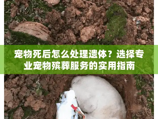 宠物死后怎么处理遗体？选择专业宠物殡葬服务的实用指南