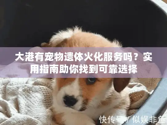大港有宠物遗体火化服务吗?实用指南助你找到可靠选择 大港有宠物遗体火化服务吗?实用指南助你找到可靠选择