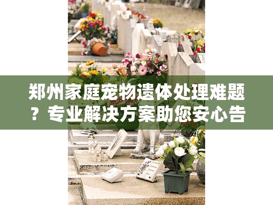 郑州家庭宠物遗体处理难题？专业解决方案助您安心告别！