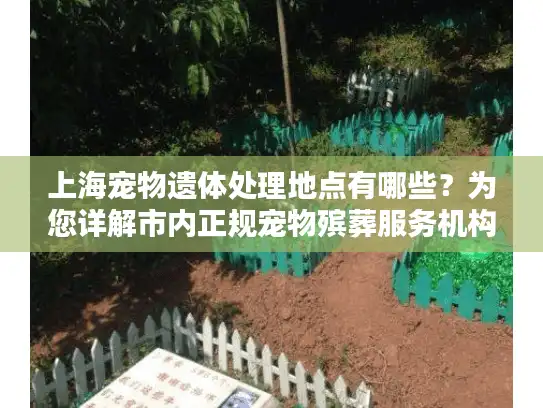 上海宠物遗体处理地点有哪些？为您详解市内正规宠物殡葬服务机构分布