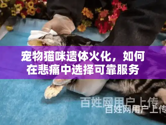 宠物猫咪遗体火化，如何在悲痛中选择可靠服务