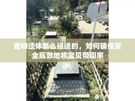 宠物遗体怎么运送的，如何确保安全高效地将宝贝带回家