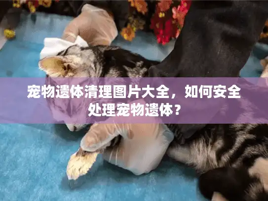 宠物遗体清理图片大全，如何安全处理宠物遗体？