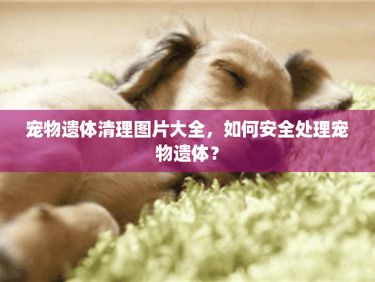 宠物遗体清理图片大全，如何安全处理宠物遗体？