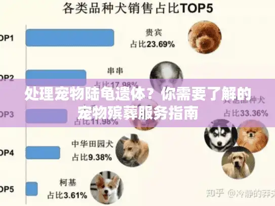 处理宠物陆龟遗体？你需要了解的宠物殡葬服务指南