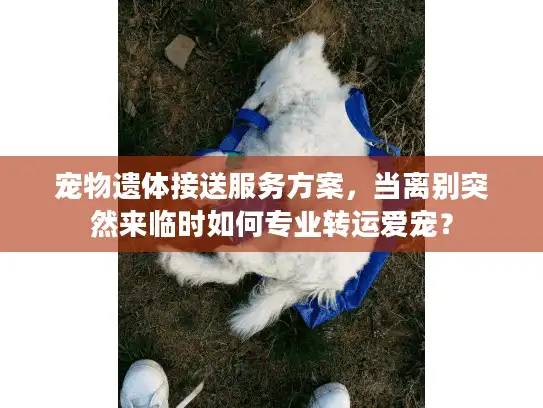 宠物遗体接送服务方案,当离别突然来临时如何专业转运爱宠? 宠物遗体接送服务方案,当离别突然来临时如何专业转运爱宠?