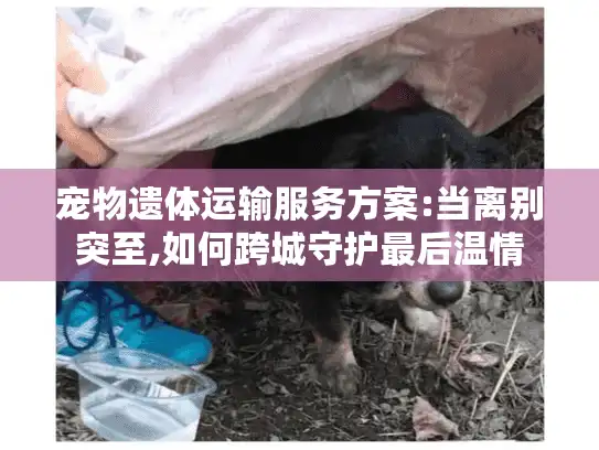 宠物遗体运输服务方案:当离别突至,如何跨城守护最后温情