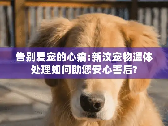 告别爱宠的心痛:新汶宠物遗体处理如何助您安心善后?