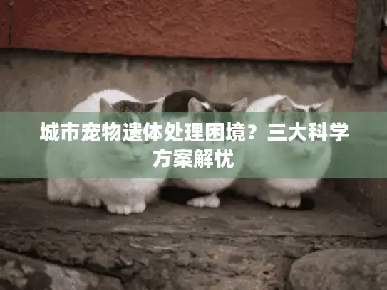 城市宠物遗体处理困境？三大科学方案解忧