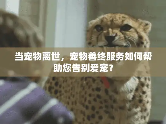 当宠物离世，宠物善终服务如何帮助您告别爱宠？