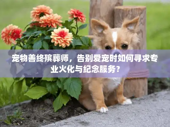 宠物善终殡葬师，告别爱宠时如何寻求专业火化与纪念服务？