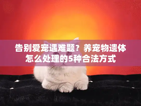 告别爱宠遇难题？养宠物遗体怎么处理的5种合法方式