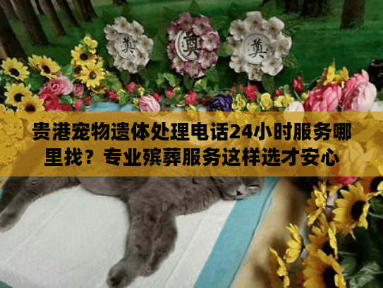 贵港宠物遗体处理电话24小时服务哪里找？专业殡葬服务这样选才安心