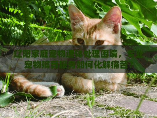 辽阳家庭宠物遗体处理困境，专业宠物殡葬服务如何化解痛苦？