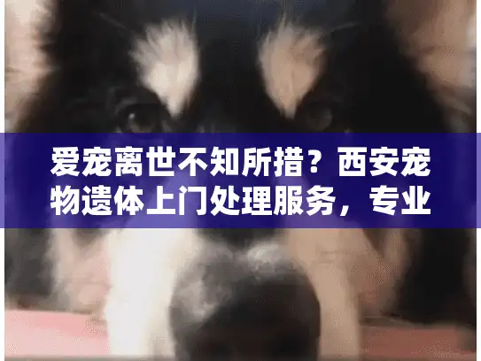 爱宠离世不知所措?西安宠物遗体上门处理服务,专业抚慰您的伤痛 爱宠离世不知所措?西安宠物遗体上门处理服务,专业抚慰您的伤痛