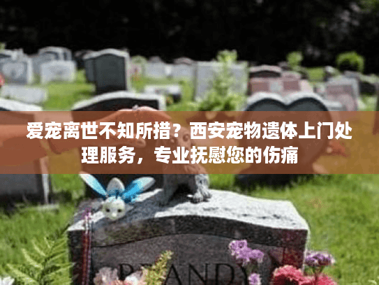 爱宠离世不知所措?西安宠物遗体上门处理服务,专业抚慰您的伤痛 爱宠离世不知所措?西安宠物遗体上门处理服务,专业抚慰您的伤痛