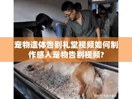 宠物遗体告别礼堂视频如何制作感人宠物告别视频?