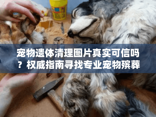 宠物遗体清理图片真实可信吗？权威指南寻找专业宠物殡葬服务