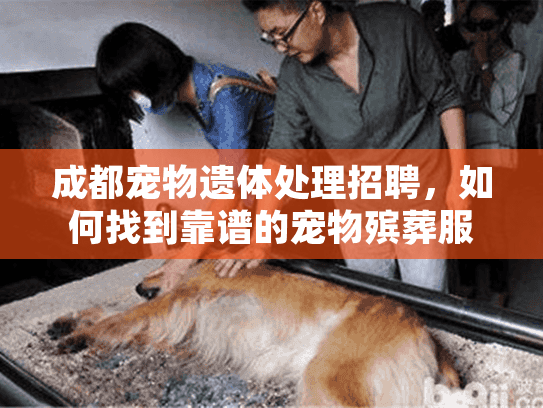 成都宠物遗体处理招聘,如何找到靠谱的宠物殡葬服务团队? 成都宠物遗体处理招聘,如何找到靠谱的宠物殡葬服务团队?