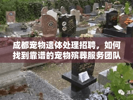 成都宠物遗体处理招聘,如何找到靠谱的宠物殡葬服务团队? 成都宠物遗体处理招聘,如何找到靠谱的宠物殡葬服务团队?