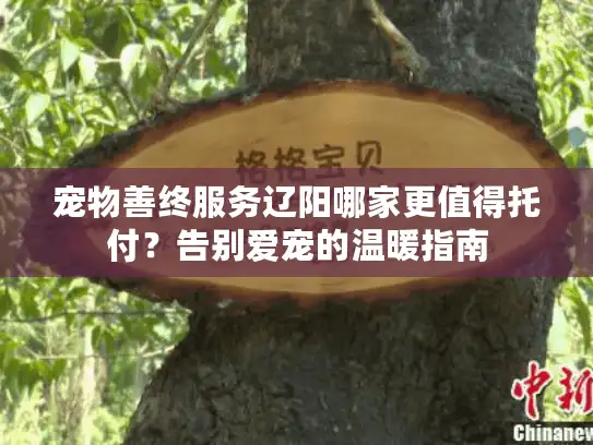 宠物善终服务辽阳哪家更值得托付？告别爱宠的温暖指南