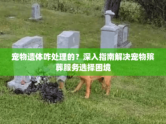 宠物遗体咋处理的？深入指南解决宠物殡葬服务选择困境