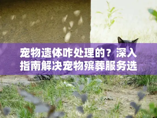 宠物遗体咋处理的？深入指南解决宠物殡葬服务选择困境