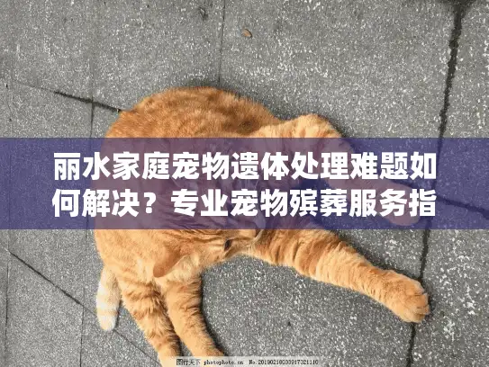 丽水家庭宠物遗体处理难题如何解决？专业宠物殡葬服务指南