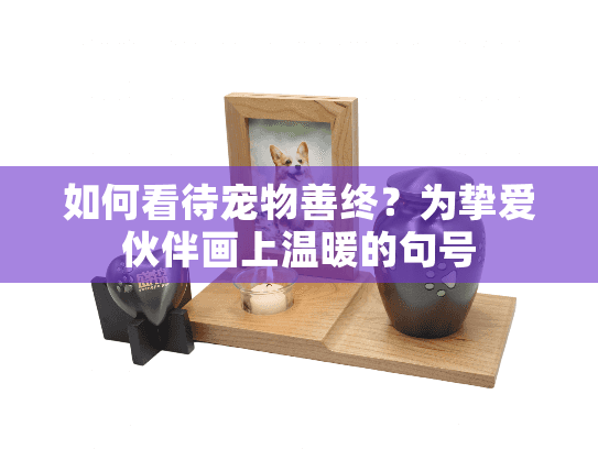 如何看待宠物善终？为挚爱伙伴画上温暖的句号