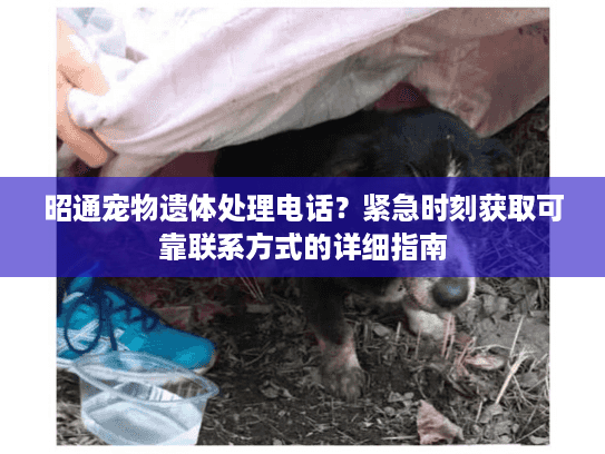 昭通宠物遗体处理电话?紧急时刻获取可靠联系方式的详细指南 昭通宠物遗体处理电话?紧急时刻获取可靠联系方式的详细指南