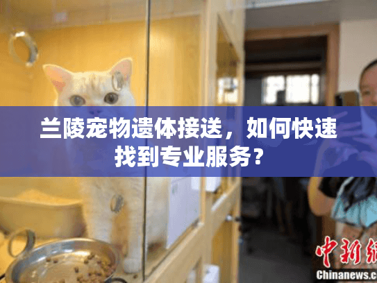 兰陵宠物遗体接送，如何快速找到专业服务？