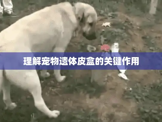 理解宠物遗体皮盒的关键作用 理解宠物遗体皮盒的关键作用