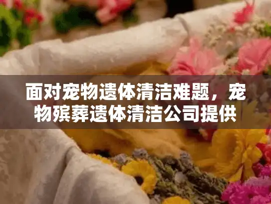 面对宠物遗体清洁难题，宠物殡葬遗体清洁公司提供专业解决方案？
